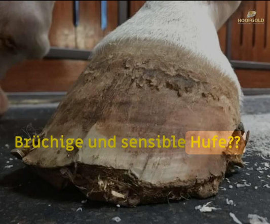 Brüchige Hufe