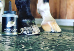 Hoofgold hoof oil 